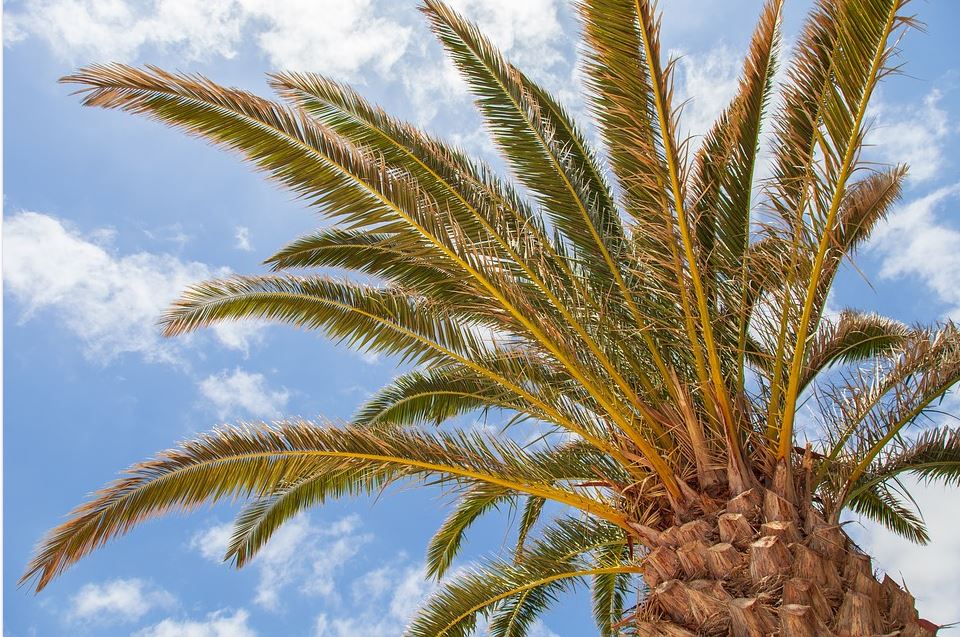 5 voordelen van een palmboom